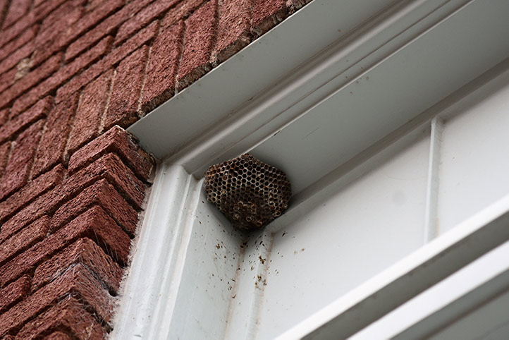 We provide a wasp nest removal service for domestic and commercial properties in Sowerby Bridge.